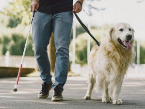 guide-dogs-and-their-role-in-aiding-visually-impaired-individuals